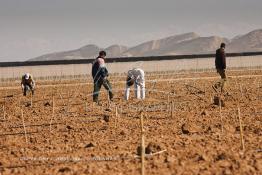 Image du Maroc Professionnelle de  Des ouvriers s'activent à la mise en place d’un système moderne d'arrosage qui laisse passer l’eau petit à petit, dit "goutte à goutte" dans une nouvelle ferme où l’on procède à la plantation d'orangers à Chichaoua, Mardi 27 Février 2007. (Photo / Abdeljalil Bounhar) 